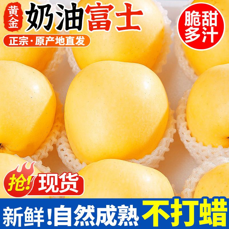 山东烟台黄金奶油富士苹果酸甜新鲜水果原产地酸甜苹果产地直发 图片 4