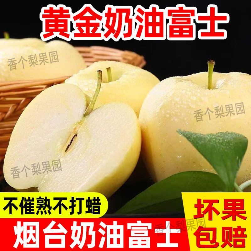 山东烟台黄金奶油富士苹果酸甜新鲜水果原产地酸甜苹果产地直发 图片 3