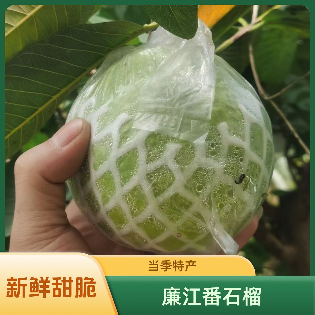 正宗广东白心芭乐当季番石榴新鲜水果批发孕妇低热量脆甜一整箱