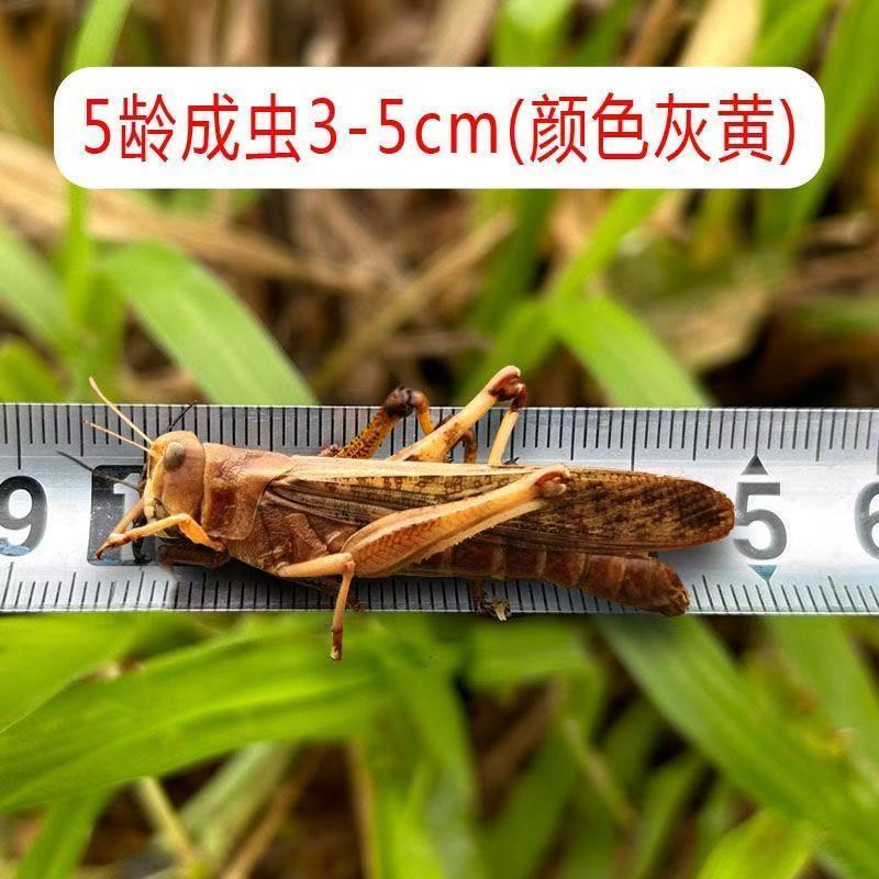活体蚂蚱画眉食用虫喂鸟的虫子蚂蚱提性鲜活爬宠食草蜢活虫饲料虫 图片 5