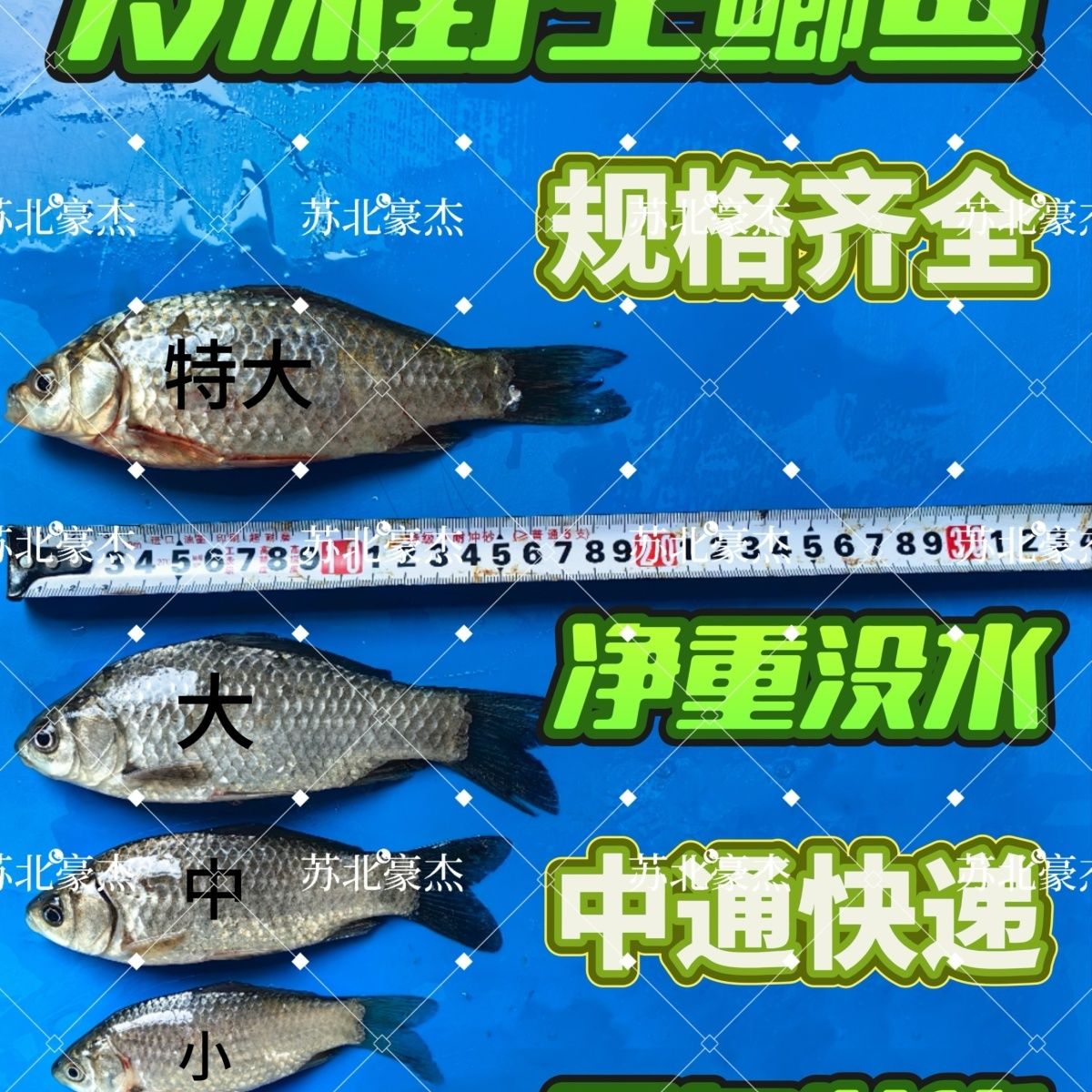 冷冻野生鱼小鲫鱼小白条冷冻鲫鱼新鲜小河鱼猫零食淡水小鱼刁子鱼