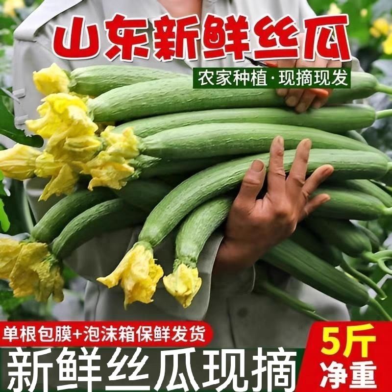 新鲜寿光长丝瓜新鲜蔬菜当季长条丝瓜哺乳期丝瓜现摘现发口感鲜嫩