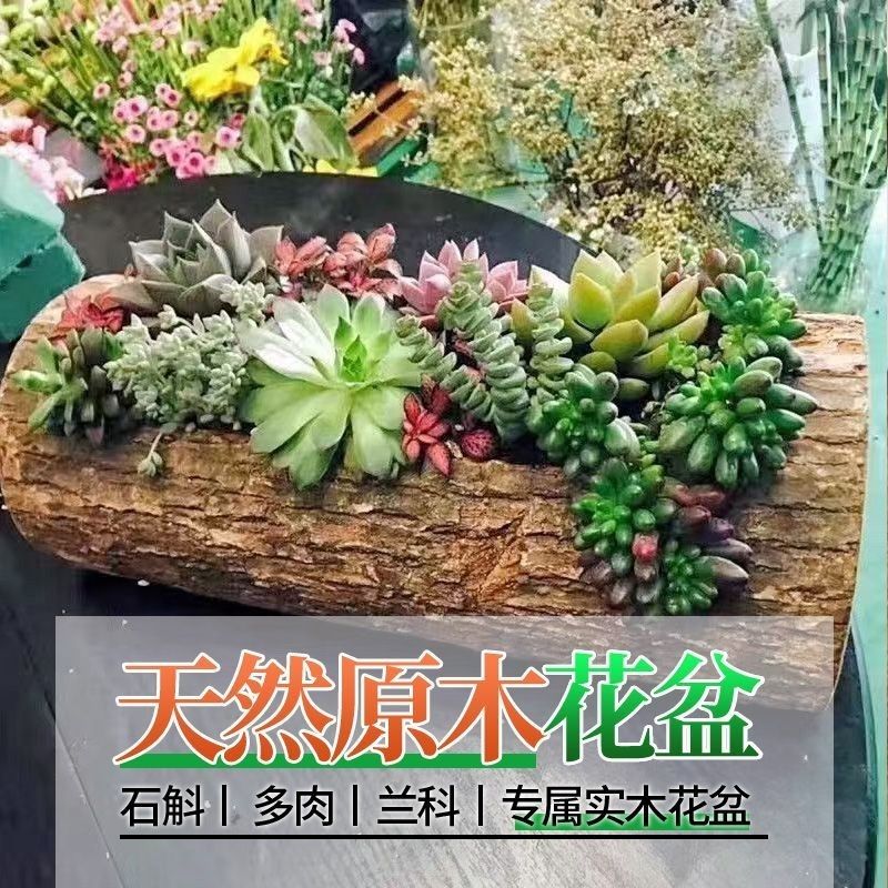 杉木多肉栽花木槽多肉木头花盆原生态木槽石斛树根花盆长方形创意