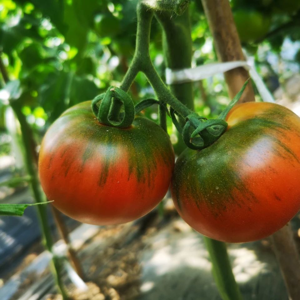 铁皮西红柿草莓番茄露天碱地应季水果鹰爪番茄生吃水果净重4.5斤【7天内发货】