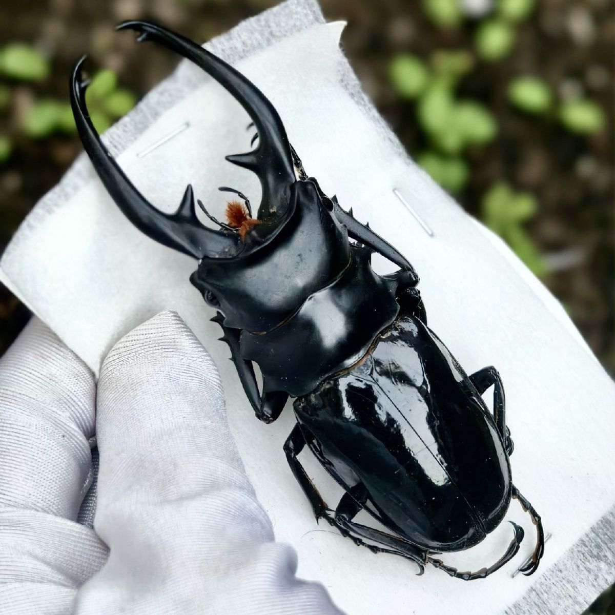 英特梅迪鬼艳锹甲标本 diy立体透明手工标本艺术品陈列展示昆虫