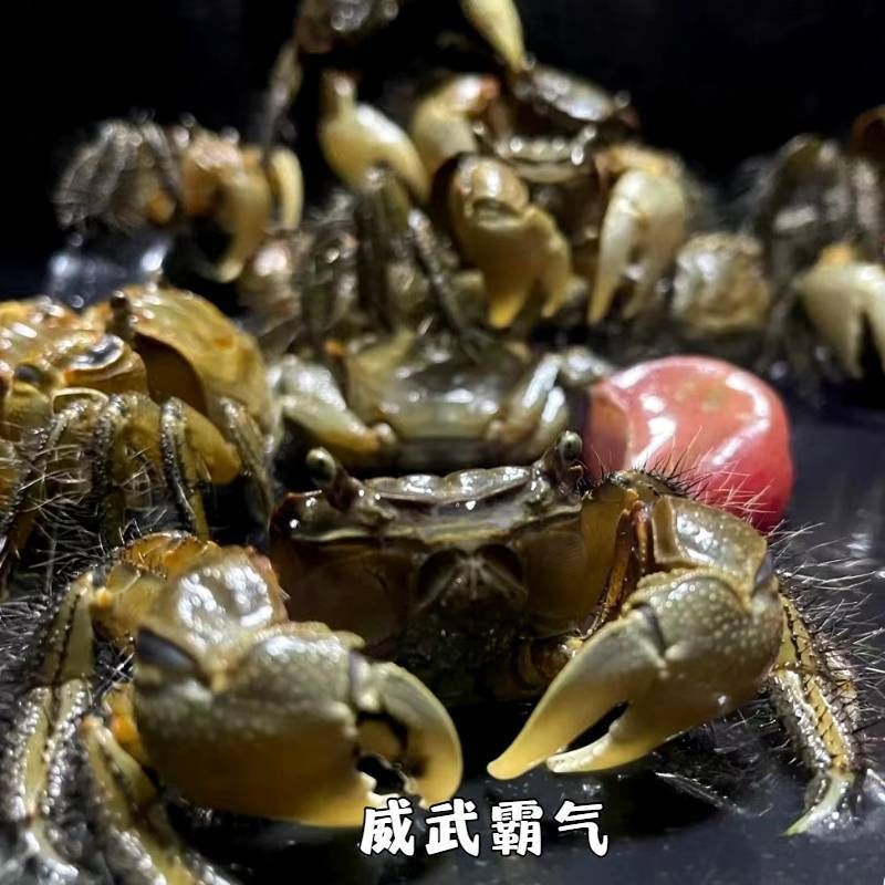 将军蟹活体淡水观赏蟹虾水陆招潮蟹迷你蟹蝴深水蝶蟹豹点蟹樱桃蟹 图片 1
