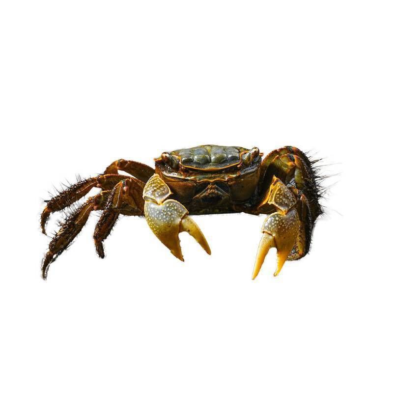 将军蟹活体淡水观赏蟹虾水陆招潮蟹迷你蟹蝴深水蝶蟹豹点蟹樱桃蟹 图片 6