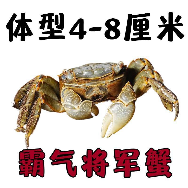 将军蟹活体淡水观赏蟹虾水陆招潮蟹迷你蟹蝴深水蝶蟹豹点蟹樱桃蟹 图片 9