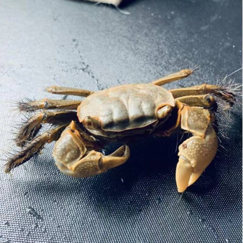 将军蟹活体淡水观赏蟹虾水陆招潮蟹迷你蟹蝴深水蝶蟹豹点蟹樱桃蟹 图片 5