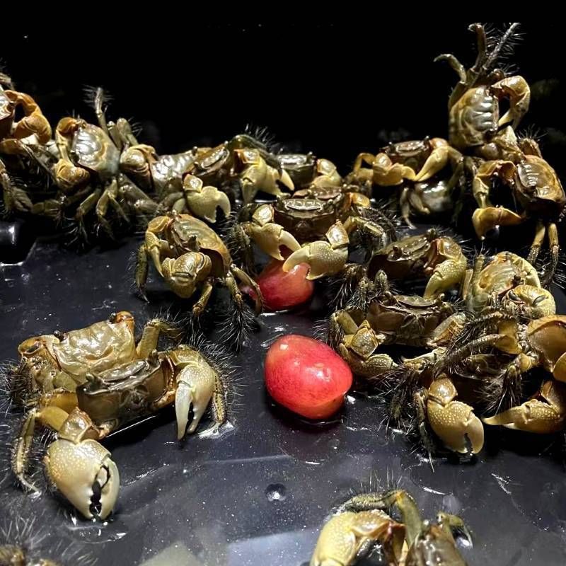 将军蟹活体淡水观赏蟹虾水陆招潮蟹迷你蟹蝴深水蝶蟹豹点蟹樱桃蟹 图片 8