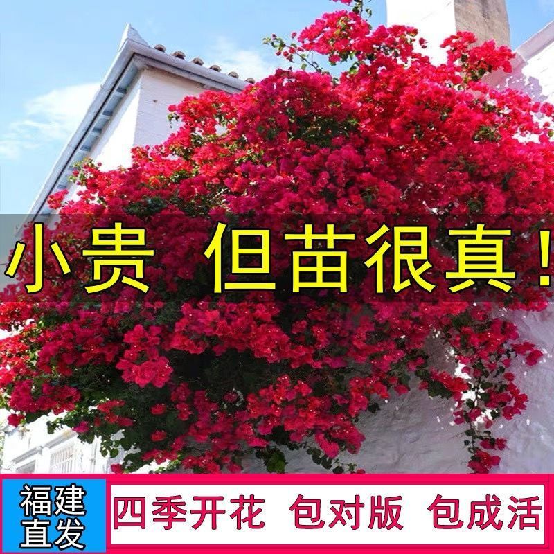 正宗三角梅新品哪吒基地清仓爆款四季养爬藤阳台庭院地栽高温耐旱 图片 6