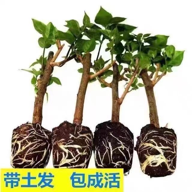 正宗三角梅新品哪吒基地清仓爆款四季养爬藤阳台庭院地栽高温耐旱 图片 3