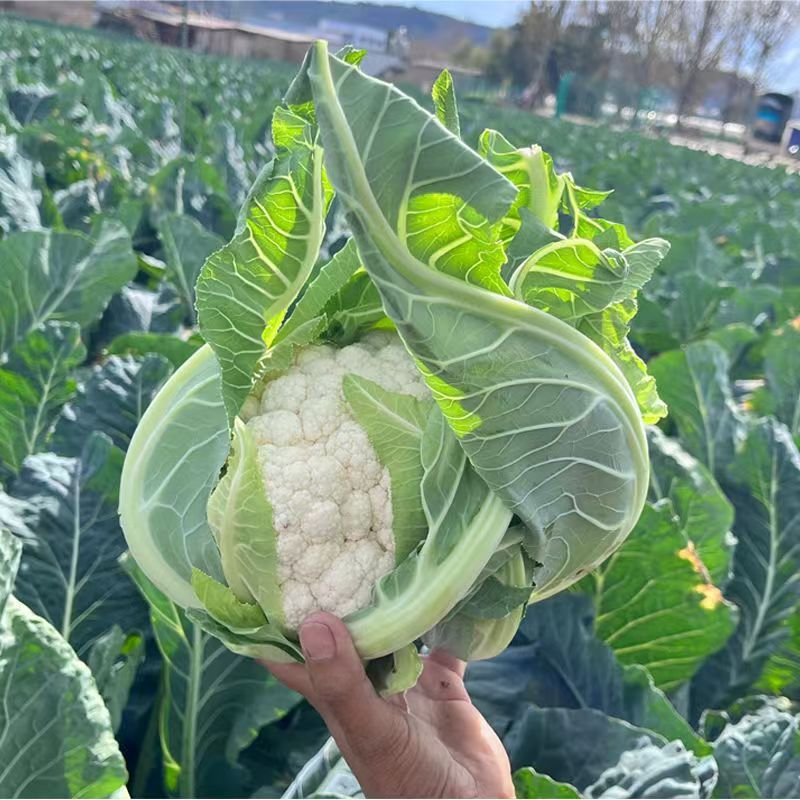 云南高原露天种植现摘现发新鲜花菜应季时令蔬菜当季有机菜花