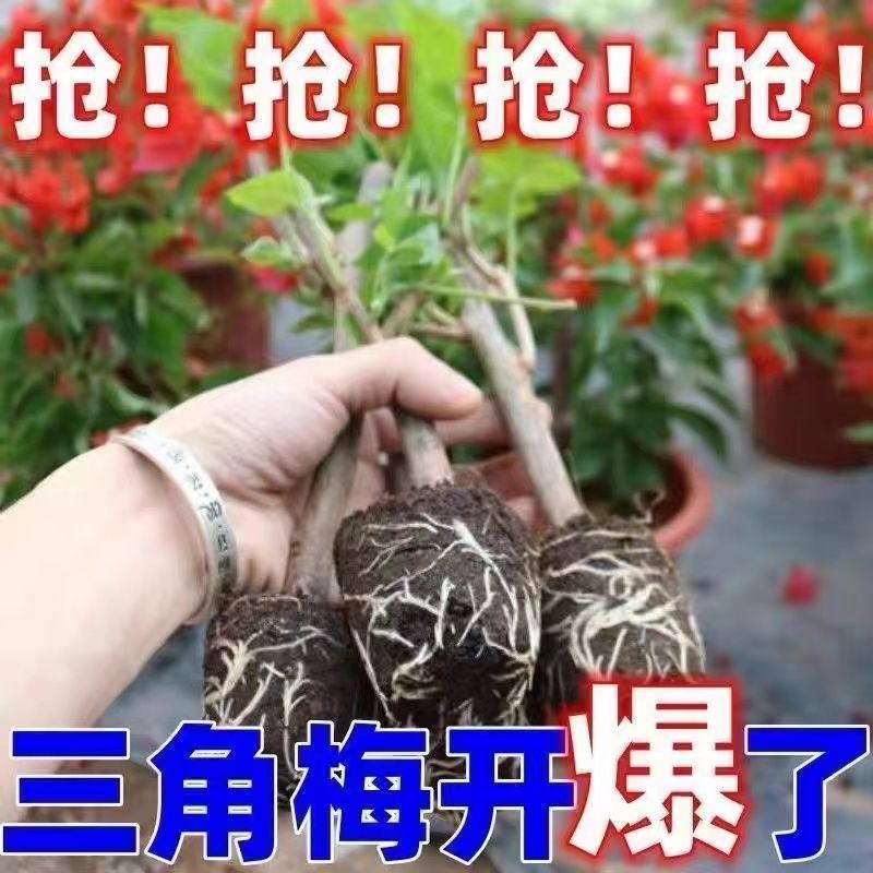 正宗三角梅新品哪吒基地清仓爆款四季养爬藤阳台庭院地栽高温耐旱 图片 2