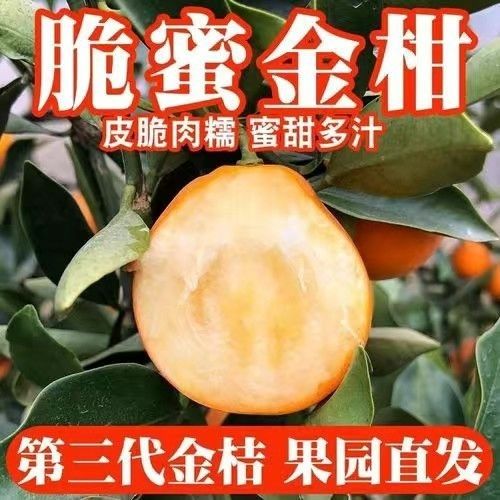 第三代脆蜜金桔无籽纯甜广西正宗融安金桔水果应季当季孕妇新鲜批