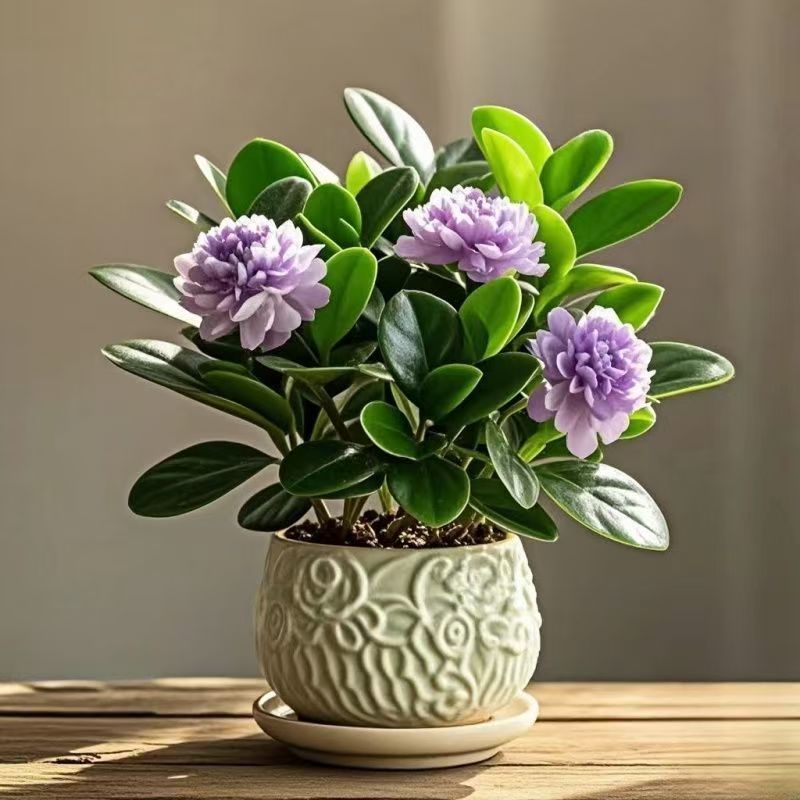花卉绿植：点缀生活的绿色小精灵