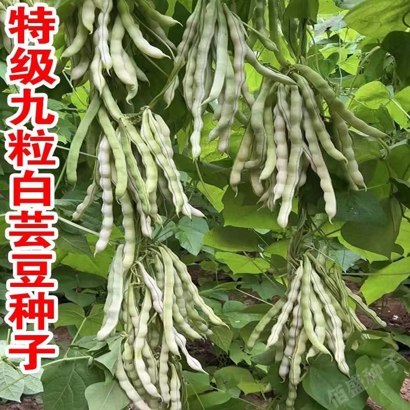 无筋白棒豆种籽九粒白四季豆早熟白芸豆肉豆春夏秋南方蔬菜种子孑