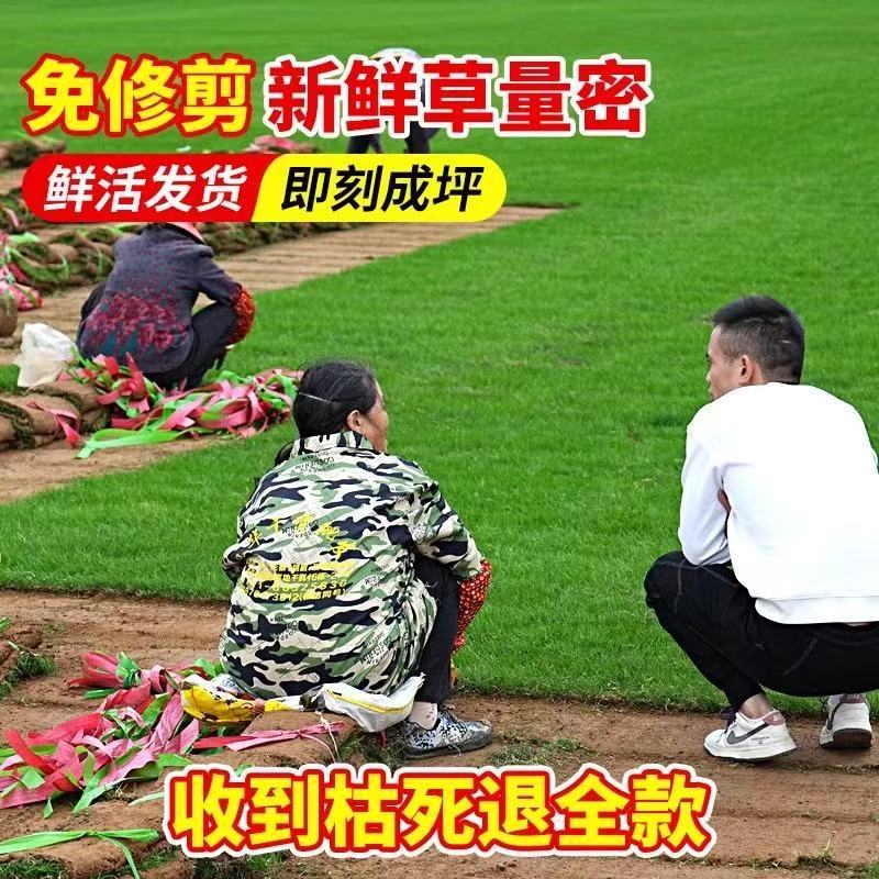 真草坪带泥土别墅花园绿化青果岭草台湾草马尼拉草草皮庭院绿色