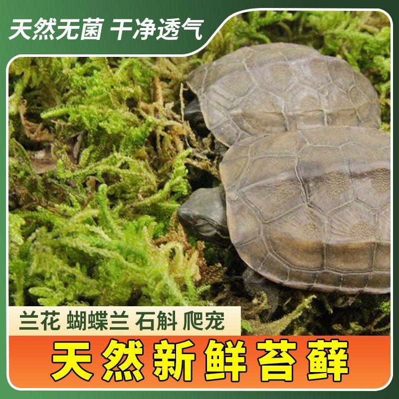 植营养土保暖鲜活水苔乌龟冬眠垫材椰土干苔藓青苔蝴蝶兰花石斛种
