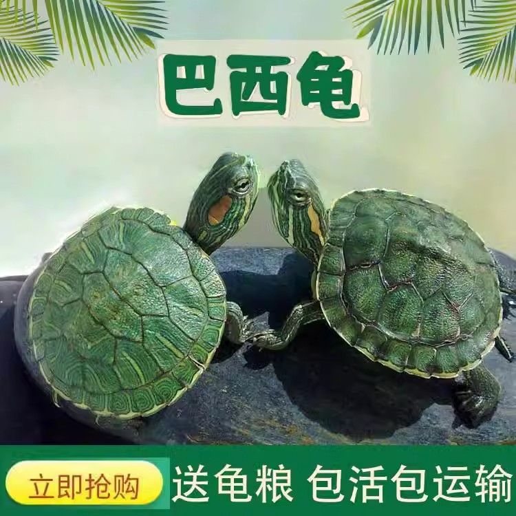 网红迷你绿色巴西龟苗宠物活体玄武小乌龟苗长寿龟草龟家养送饲料