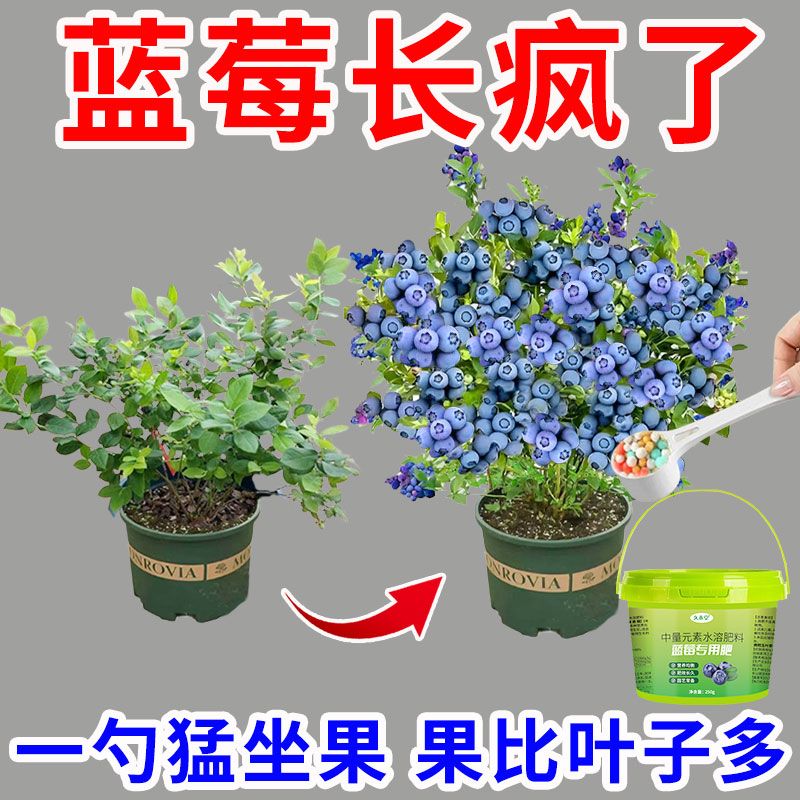 蓝莓专用肥肥料花肥有机肥催花生根缓释颗粒肥花卉植物家用肥料 图片 3