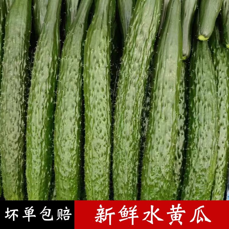 新鲜现摘精品黄瓜5 10.8元 - 线报酷