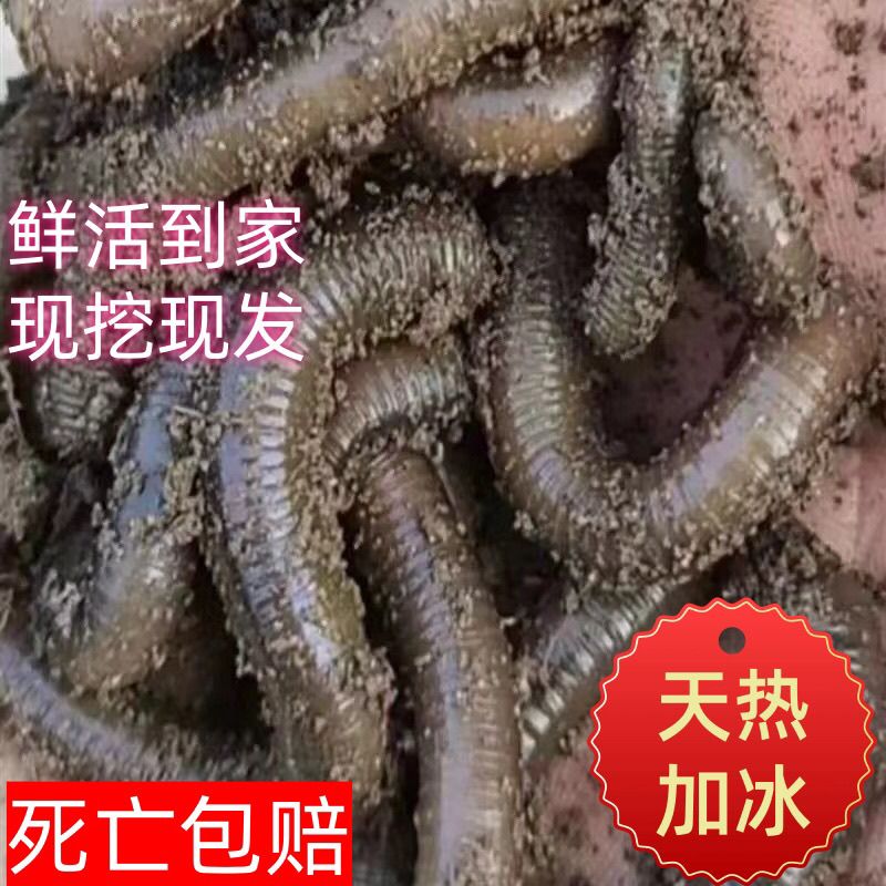 湖北蚯蚓鲜活活饵垂钓黄鳝黄辣丁鲶鱼甲鱼青鱼黑蚯蚓户外9.9