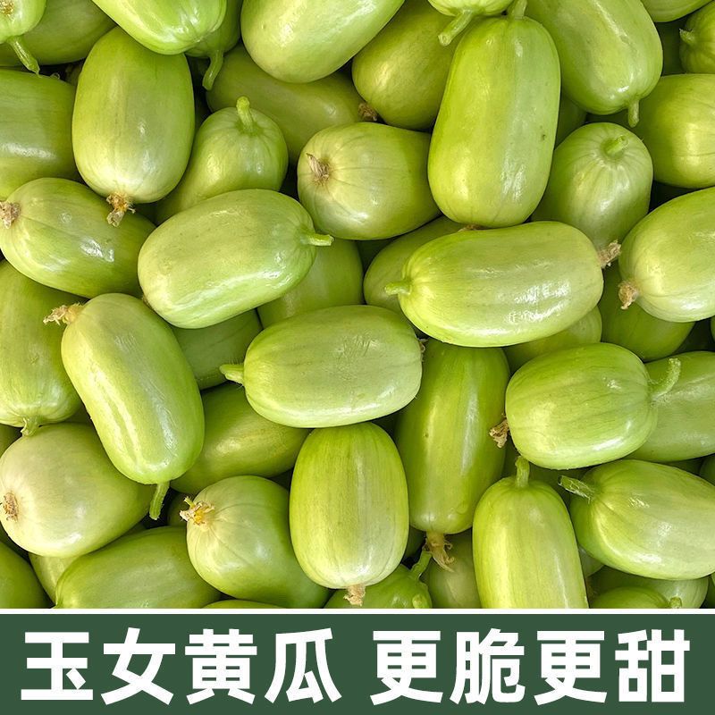 玉女水果小黄瓜山东生吃时令蔬菜拇指青瓜水果黄瓜