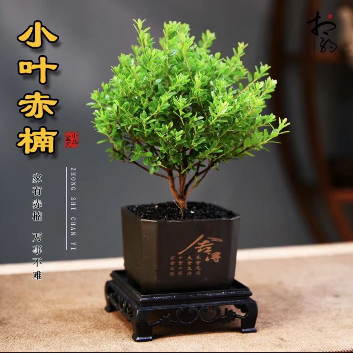 【安神睡眠】小叶赤楠茶桌办公室绿植室内净化空气好养四季常青