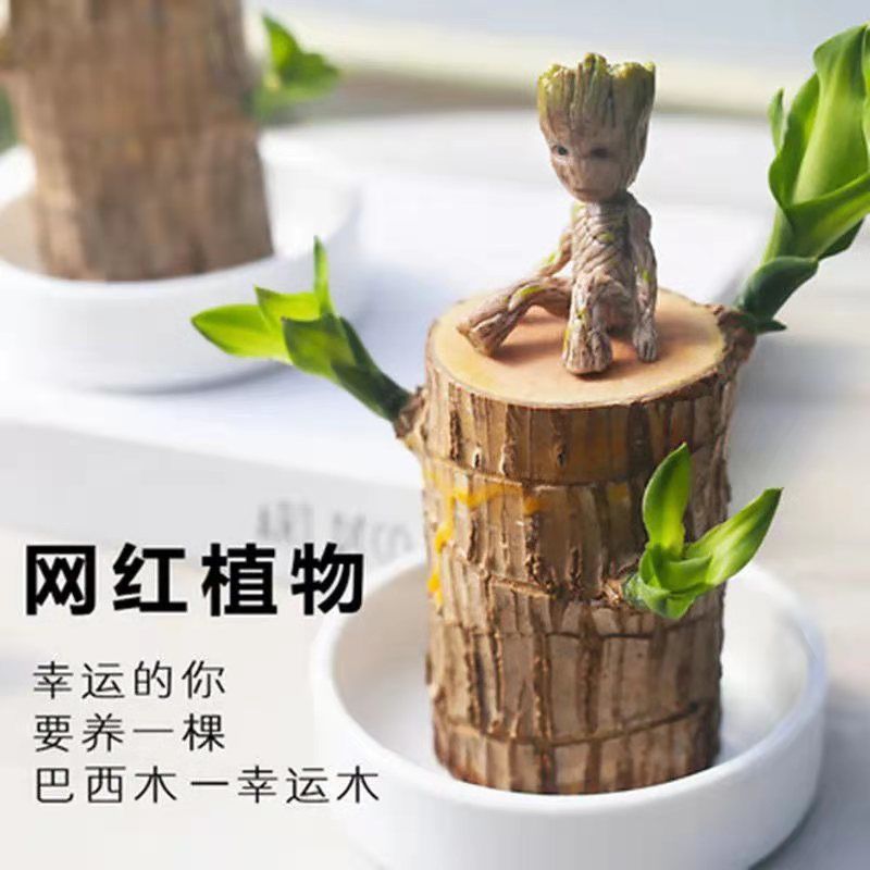 巴西木格鲁特水培植物水养幸运木水培花卉开花盆栽绿植室内好养