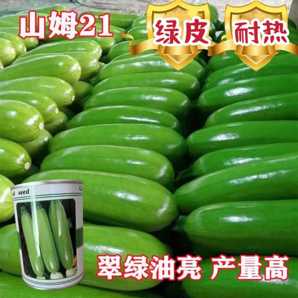 西葫芦种子耐高温农用山东翠绿皮油亮进口产量高茭瓜种籽越夏抗病