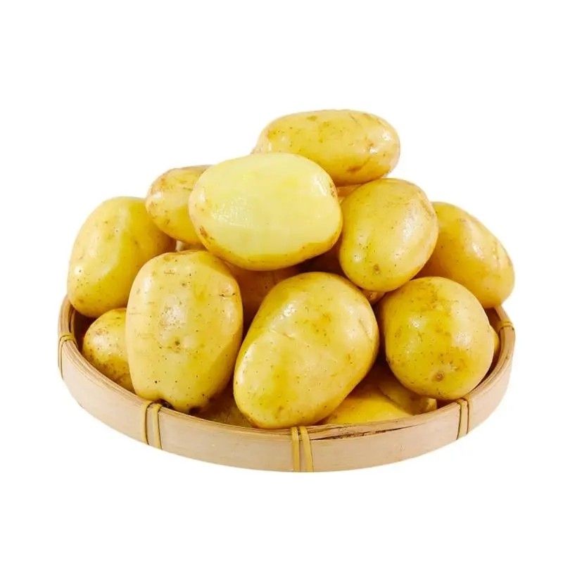 【雪山土豆】云南黄皮土豆1批发新鲜蔬菜现挖马铃薯洋芋3/5斤 图片 4