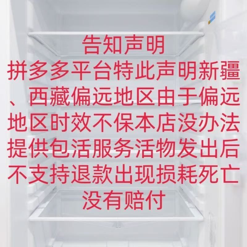 将军蟹观赏蟹宠物蟹活体蟹迷你辣椒蟹将螃蟹鲜活活的小宠物蟹 图片 8