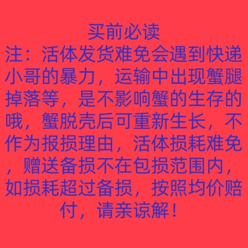 将军蟹观赏蟹宠物蟹活体蟹迷你辣椒蟹将螃蟹鲜活活的小宠物蟹 图片 6