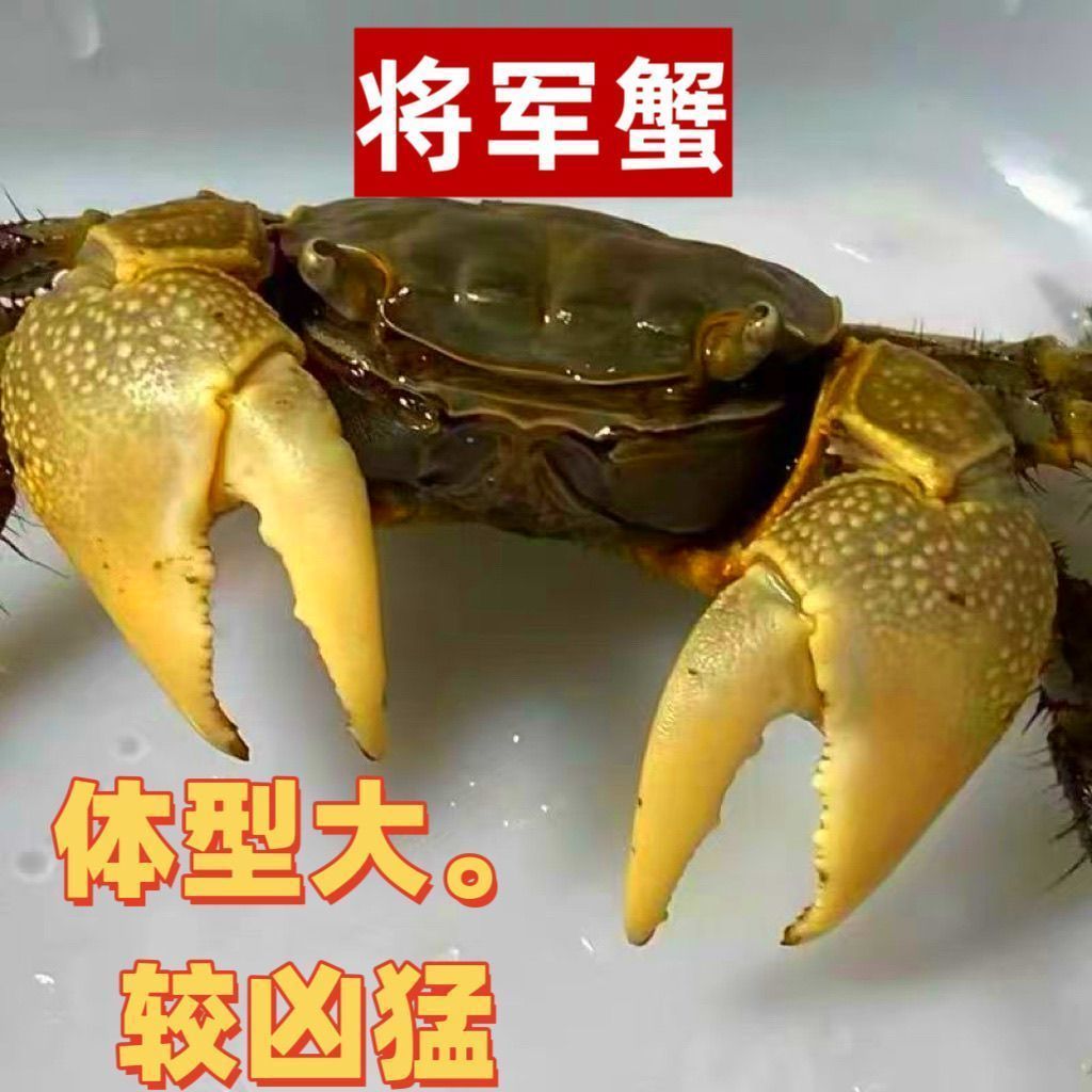 将军蟹观赏蟹宠物蟹活体蟹迷你辣椒蟹将螃蟹鲜活活的小宠物蟹 图片 1