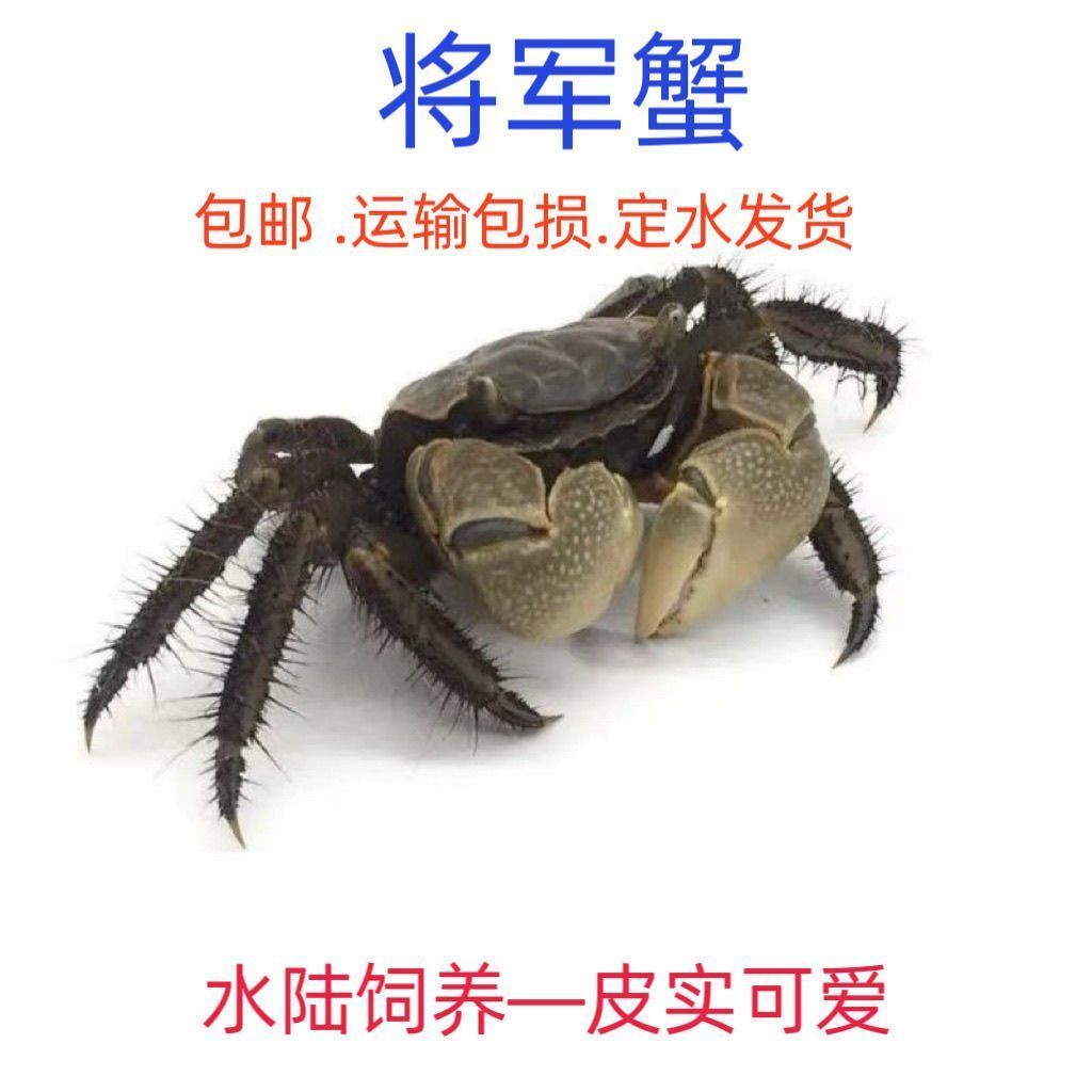 将军蟹观赏蟹宠物蟹活体蟹迷你辣椒蟹将螃蟹鲜活活的小宠物蟹 图片 3