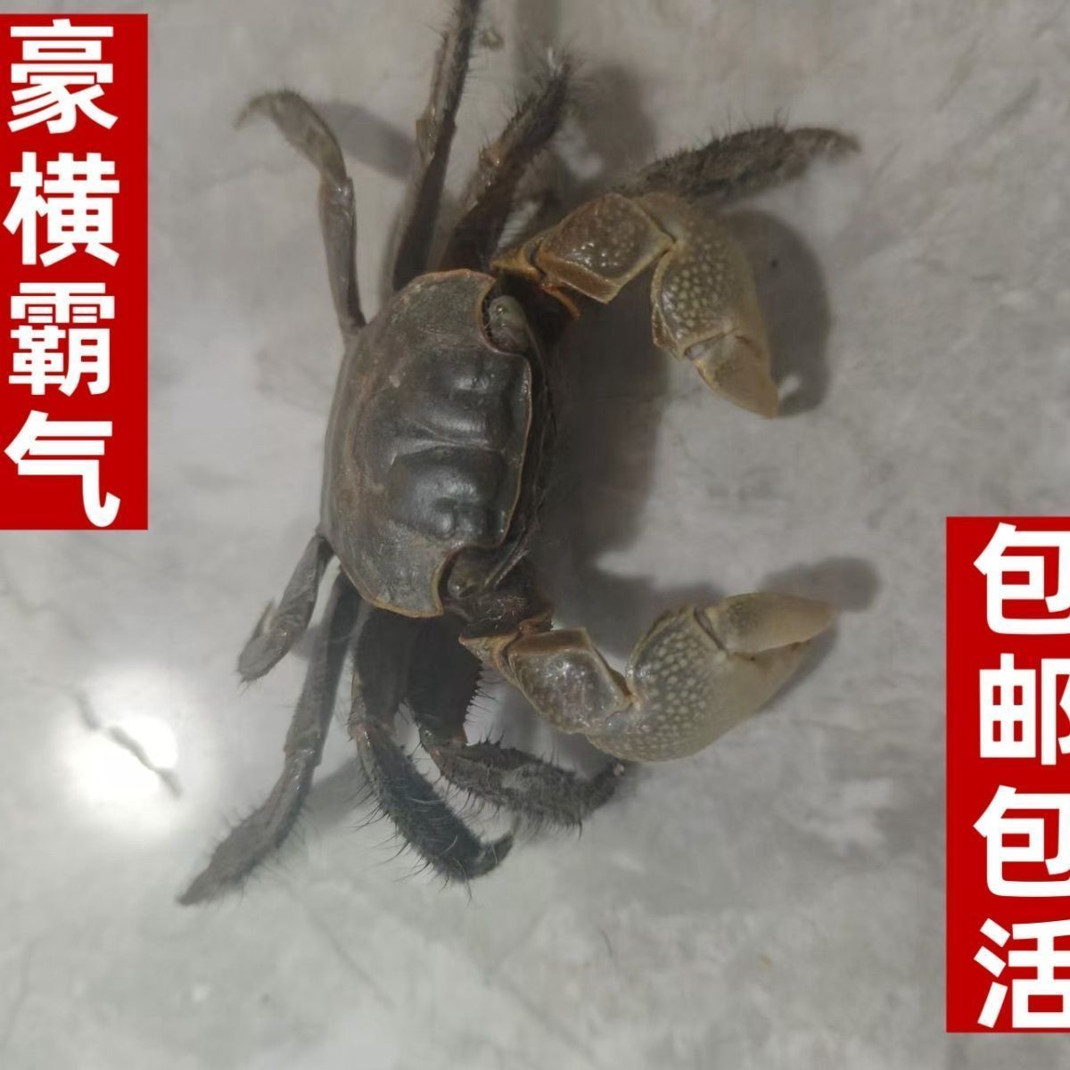 将军蟹观赏蟹宠物蟹活体蟹迷你辣椒蟹将螃蟹鲜活活的小宠物蟹 图片 2