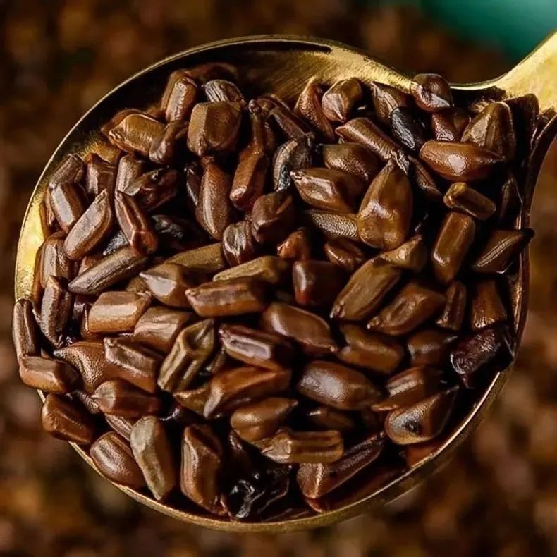 强韵决明子正宗熟决明子罐装纯天然可搭配菊花枸杞滋补经典方