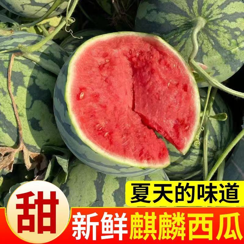 正宗冰糖麒麟西瓜超甜薄皮8424西瓜应季黑籽西瓜现摘整箱新鲜水果
