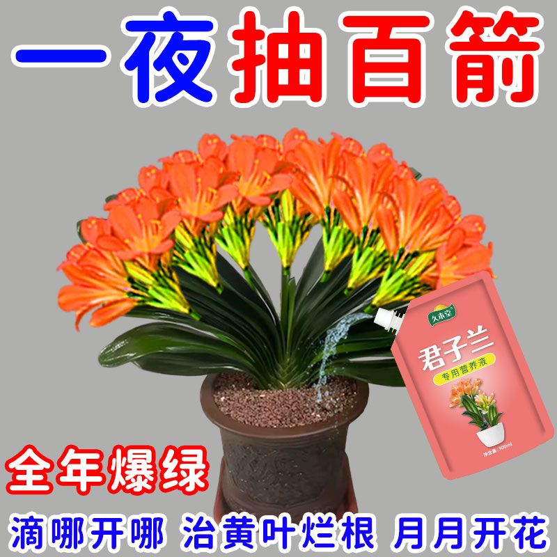 专治不开花君子兰专用肥快速拔箭专用营养液黄叶不对称催花剂