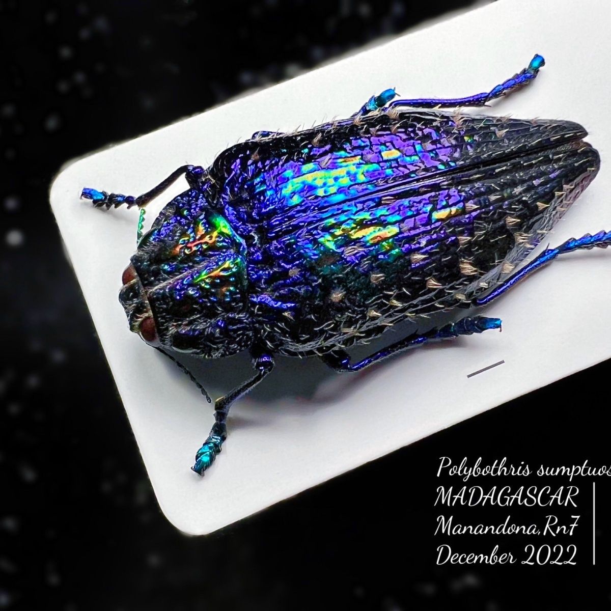 紫流星艳吉丁收藏科普昆虫摆件礼物朋克装饰设计博物馆标本原虫