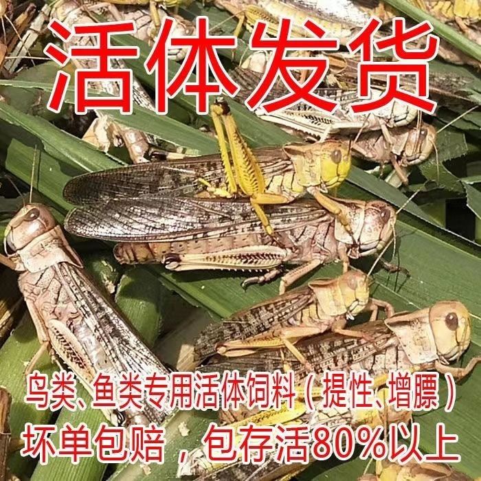 活体蚂蚱画眉食用虫喂鸟的虫子蚂蚱提性鲜活爬宠食草蜢活虫饲料虫