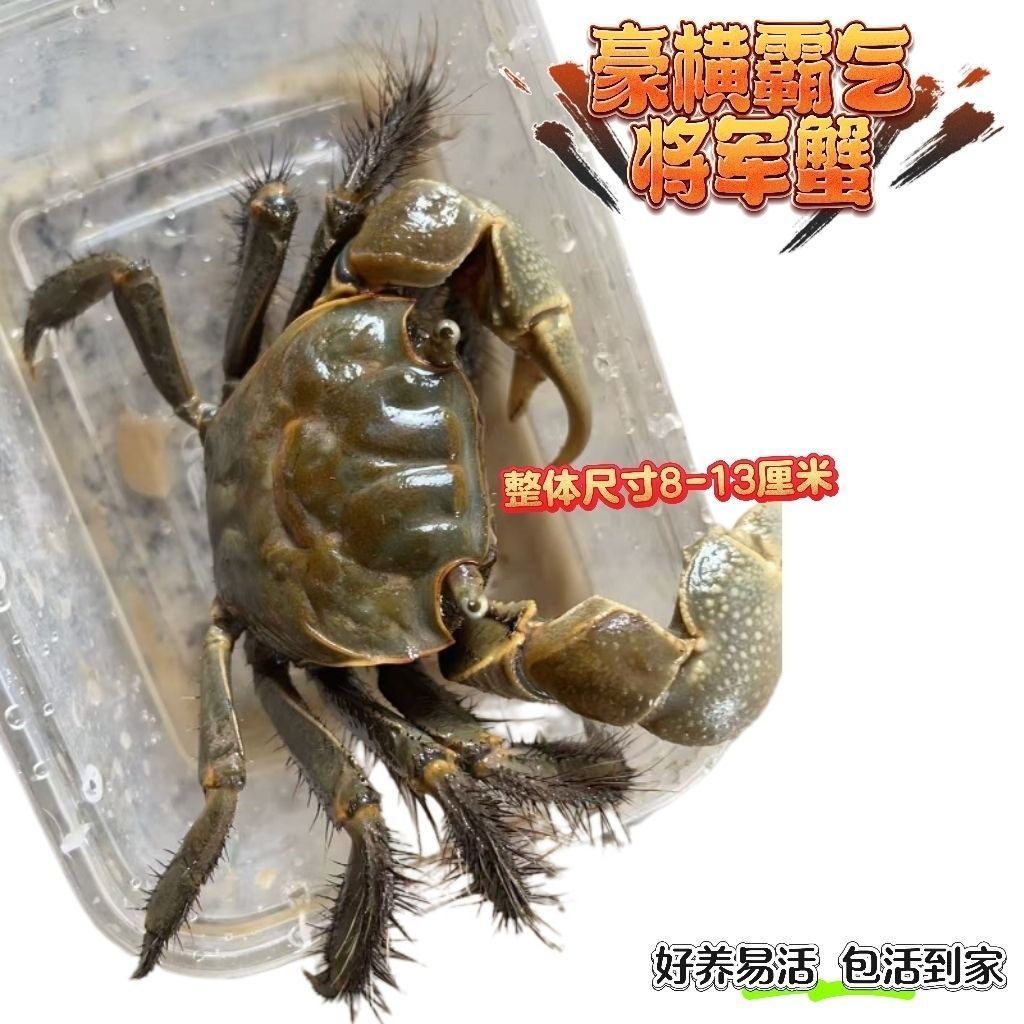 将军蟹 风水招财宠物观赏蟹水族清洁除藻淡水螃蟹深水网红活 螃蟹 图片 1