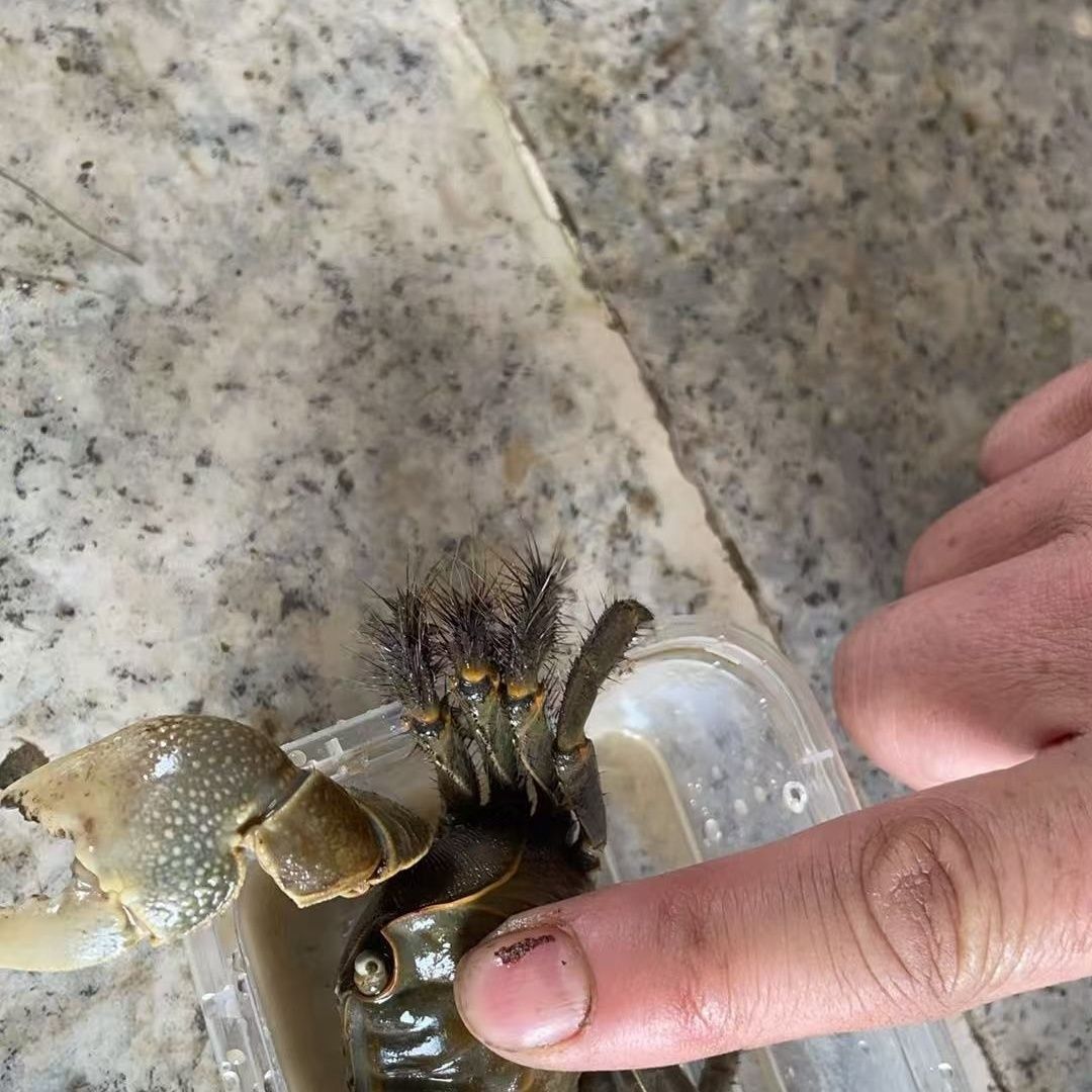 将军蟹 风水招财宠物观赏蟹水族清洁除藻淡水螃蟹深水网红活 螃蟹 图片 9