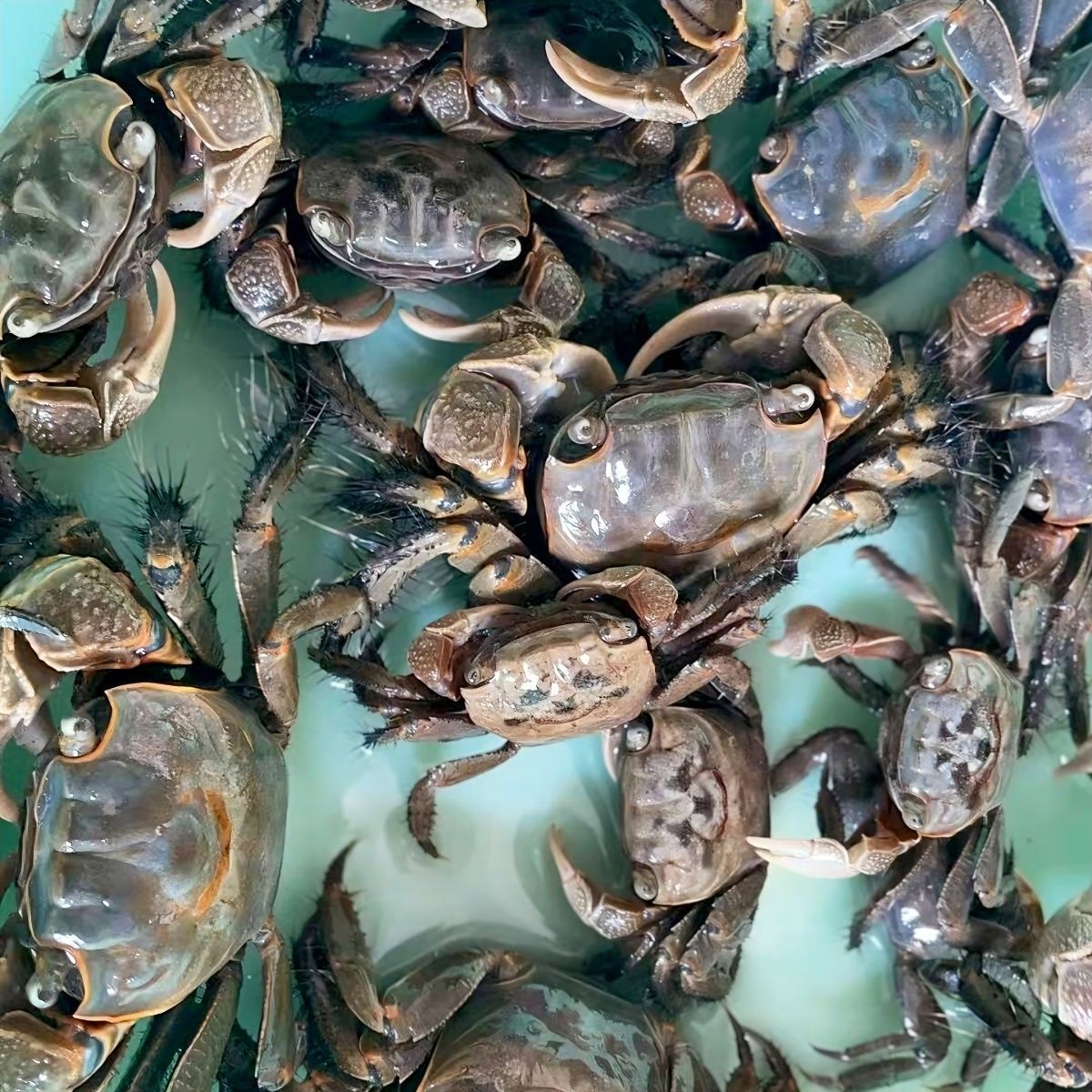 将军蟹 风水招财宠物观赏蟹水族清洁除藻淡水螃蟹深水网红活 螃蟹 图片 7