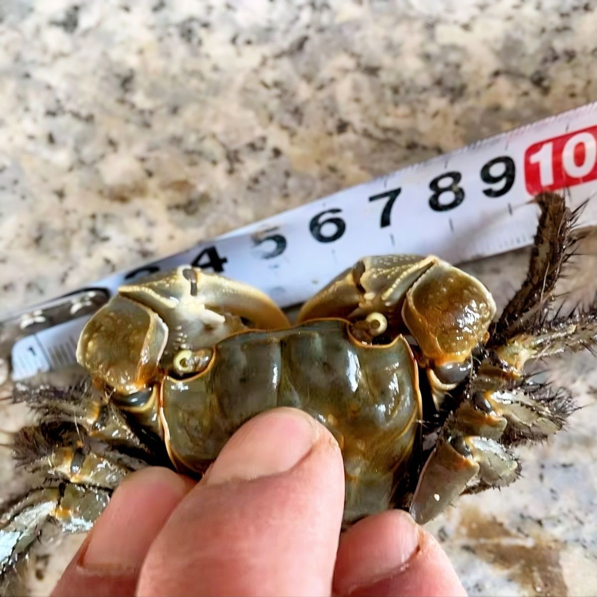 将军蟹 风水招财宠物观赏蟹水族清洁除藻淡水螃蟹深水网红活 螃蟹 图片 3