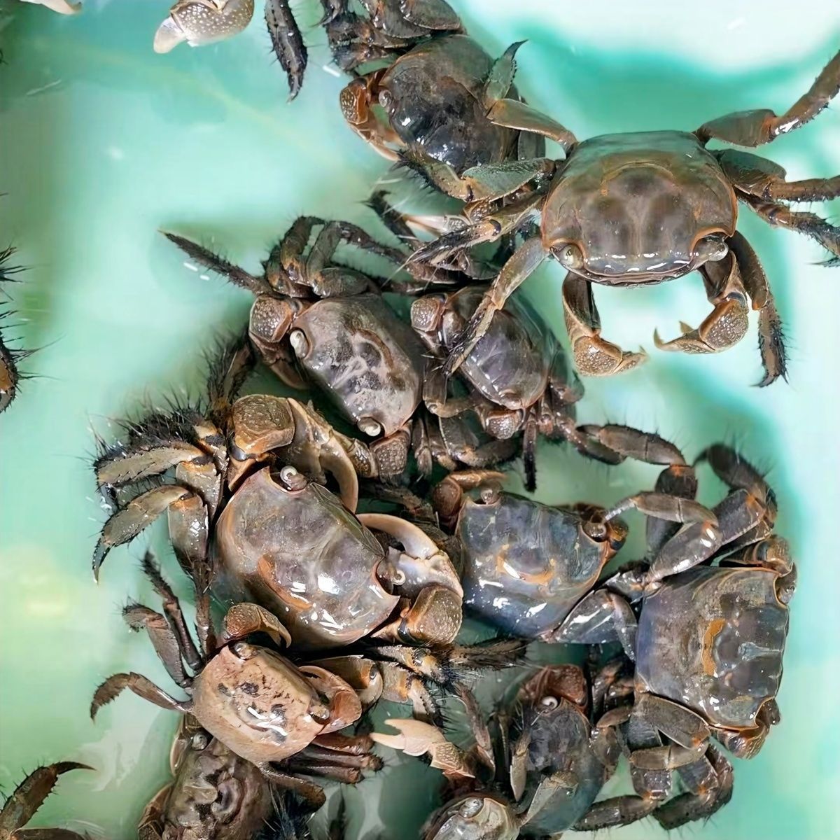 将军蟹 风水招财宠物观赏蟹水族清洁除藻淡水螃蟹深水网红活 螃蟹 图片 6