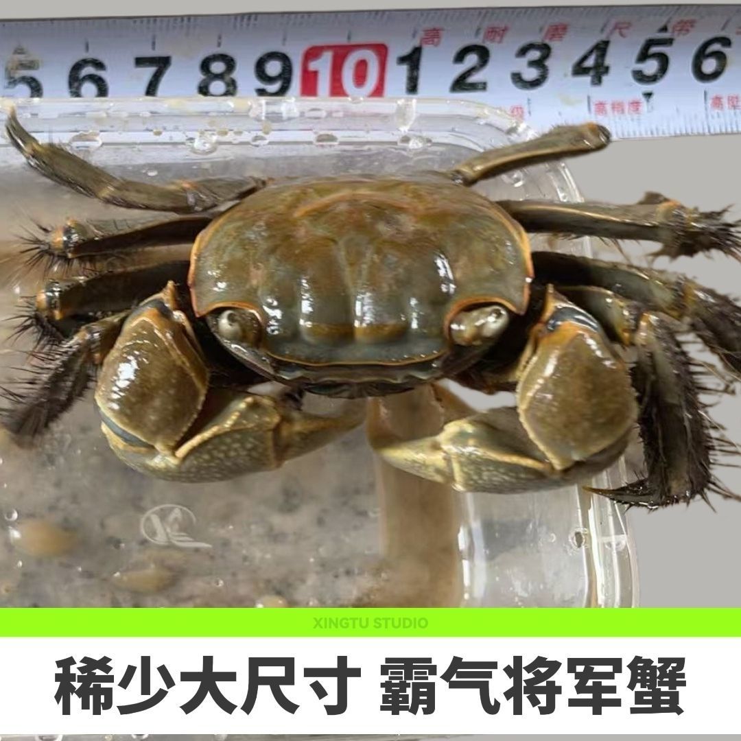 将军蟹 风水招财宠物观赏蟹水族清洁除藻淡水螃蟹深水网红活 螃蟹 图片 2