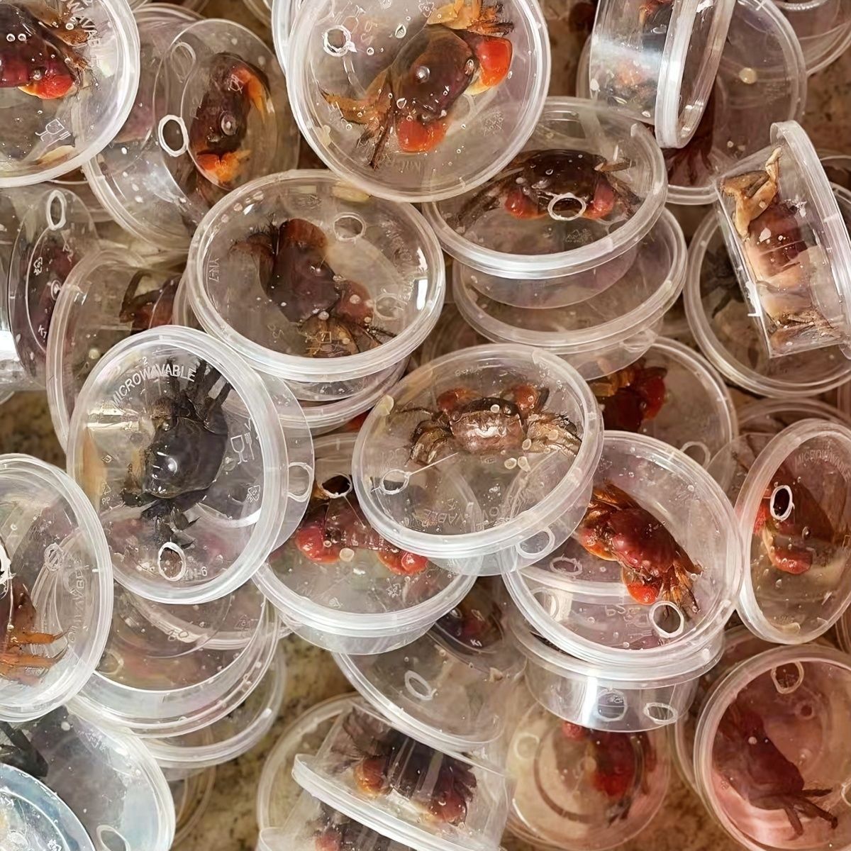 将军蟹 风水招财宠物观赏蟹水族清洁除藻淡水螃蟹深水网红活 螃蟹 图片 8