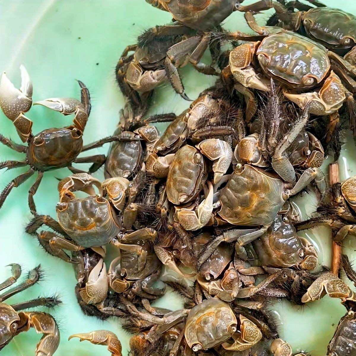 将军蟹 风水招财宠物观赏蟹水族清洁除藻淡水螃蟹深水网红活 螃蟹 图片 5